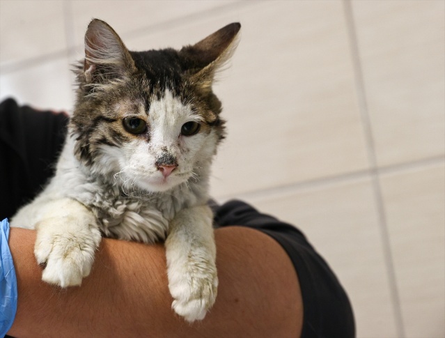 İtfaiye ekiplerinin alevlerden kurtardığı kedi, sahibini bekliyor