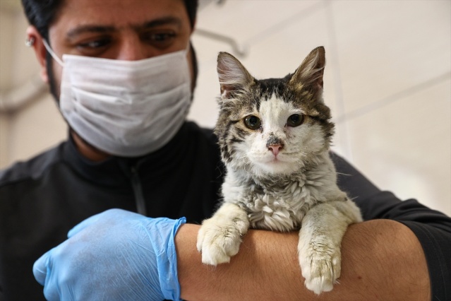 İtfaiye ekiplerinin alevlerden kurtardığı kedi, sahibini bekliyor