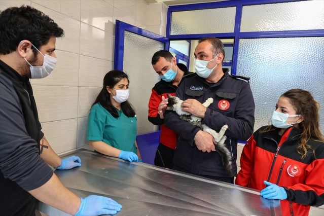 İtfaiye ekiplerinin alevlerden kurtardığı kedi, sahibini bekliyor