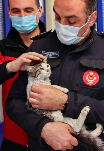 İtfaiye ekiplerinin alevlerden kurtardığı kedi, sahibini bekliyor