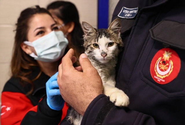 İtfaiye ekiplerinin alevlerden kurtardığı kedi, sahibini bekliyor