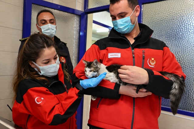 İtfaiye ekiplerinin alevlerden kurtardığı kedi, sahibini bekliyor