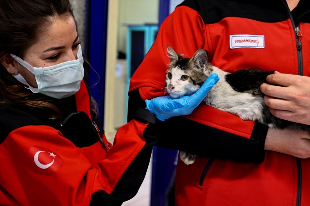 İtfaiye ekiplerinin alevlerden kurtardığı kedi, sahibini bekliyor