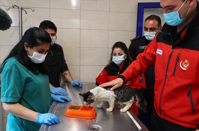 İtfaiye ekiplerinin alevlerden kurtardığı kedi, sahibini bekliyor