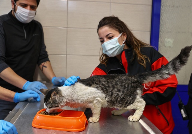 İtfaiye ekiplerinin alevlerden kurtardığı kedi, sahibini bekliyor