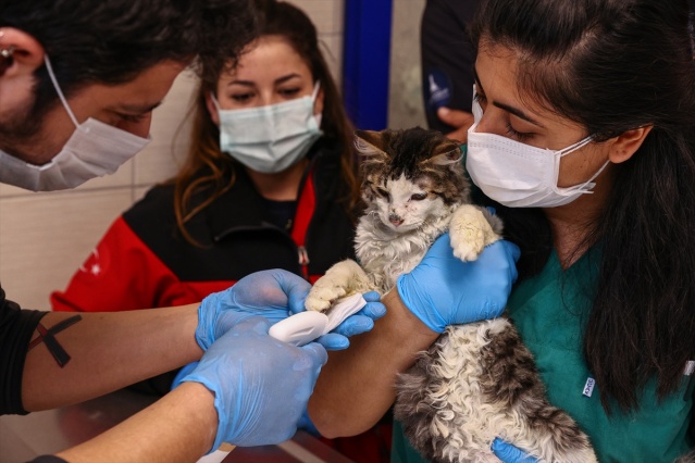 İtfaiye ekiplerinin alevlerden kurtardığı kedi, sahibini bekliyor