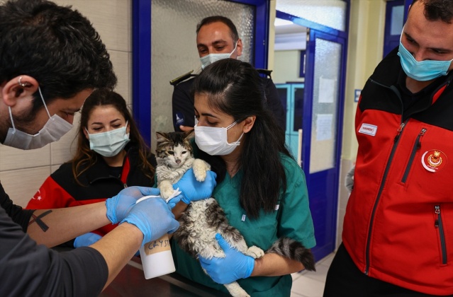 İtfaiye ekiplerinin alevlerden kurtardığı kedi, sahibini bekliyor