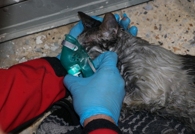 İtfaiye ekiplerinin alevlerden kurtardığı kedi, sahibini bekliyor