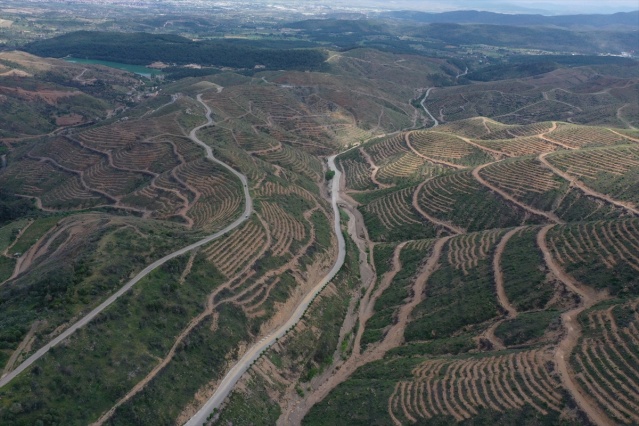 İzmir'de 2 yıl önce yanan ormanlık alana 6 milyon 500 bin fidan dikildi