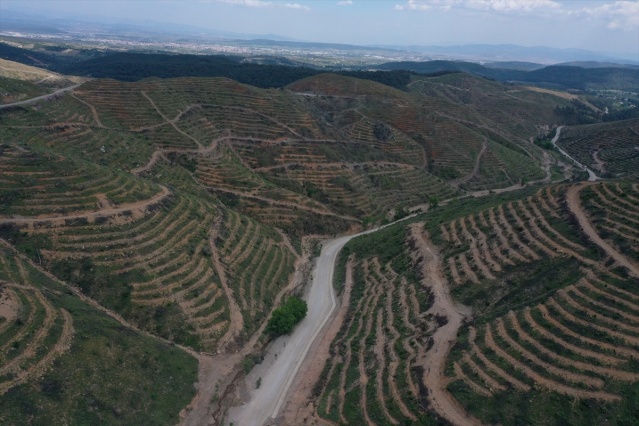 İzmir'de 2 yıl önce yanan ormanlık alana 6 milyon 500 bin fidan dikildi