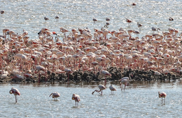 İzmir'deki 'flamingo adası' kuluçkaya yatan binlerce allı turnaya kucak açtı