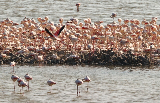 İzmir'deki 'flamingo adası' kuluçkaya yatan binlerce allı turnaya kucak açtı