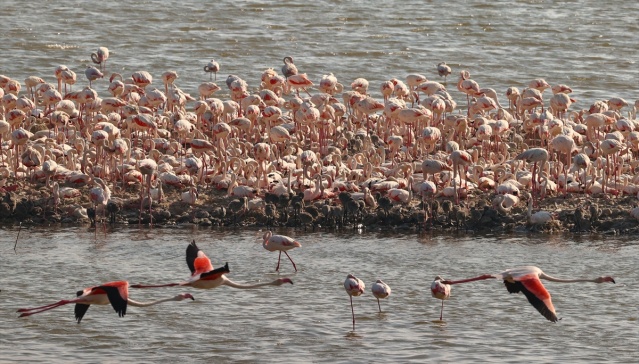 İzmir'deki 'flamingo adası' kuluçkaya yatan binlerce allı turnaya kucak açtı