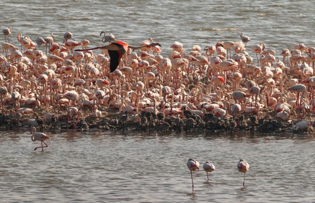 İzmir'deki 'flamingo adası' kuluçkaya yatan binlerce allı turnaya kucak açtı