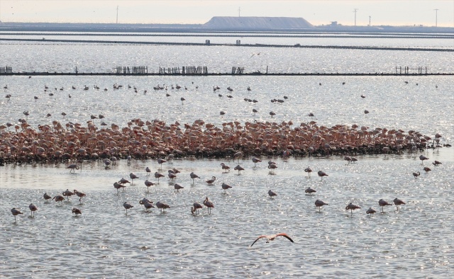 İzmir'deki 'flamingo adası' kuluçkaya yatan binlerce allı turnaya kucak açtı