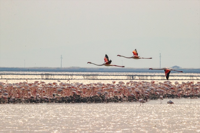 İzmir'deki 'flamingo adası' kuluçkaya yatan binlerce allı turnaya kucak açtı