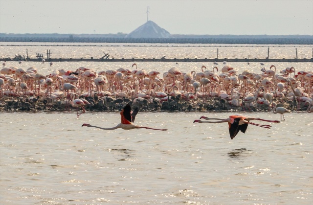 İzmir'deki 'flamingo adası' kuluçkaya yatan binlerce allı turnaya kucak açtı