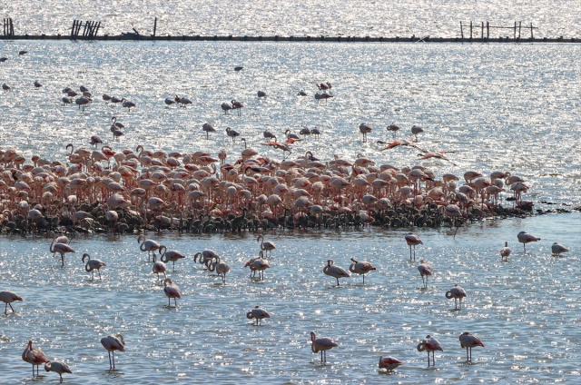 İzmir'deki 'flamingo adası' kuluçkaya yatan binlerce allı turnaya kucak açtı