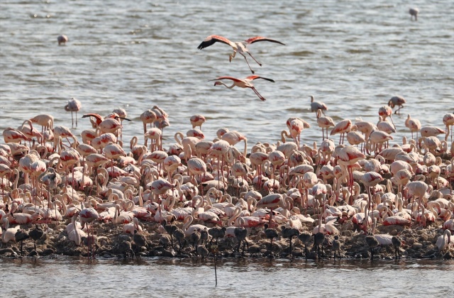 İzmir'deki 'flamingo adası' kuluçkaya yatan binlerce allı turnaya kucak açtı