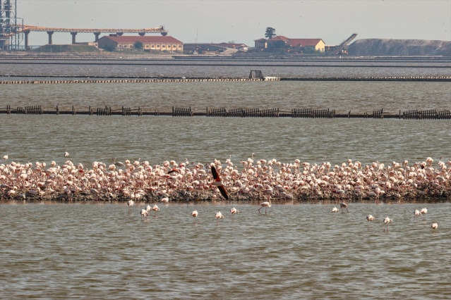 İzmir'deki 'flamingo adası' kuluçkaya yatan binlerce allı turnaya kucak açtı