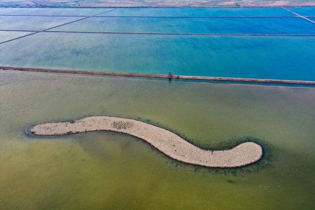 İzmir'deki 'flamingo adası' kuluçkaya yatan binlerce allı turnaya kucak açtı