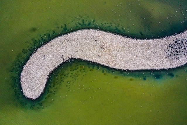 İzmir'deki 'flamingo adası' kuluçkaya yatan binlerce allı turnaya kucak açtı