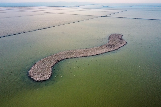 İzmir'deki 'flamingo adası' kuluçkaya yatan binlerce allı turnaya kucak açtı