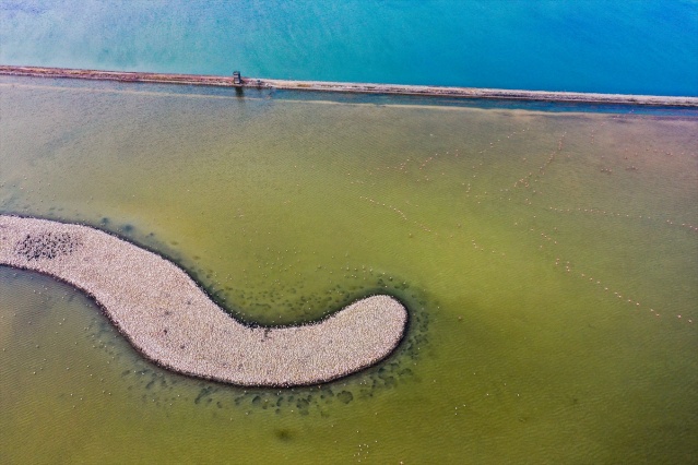 İzmir'deki 'flamingo adası' kuluçkaya yatan binlerce allı turnaya kucak açtı