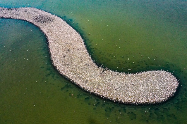 İzmir'deki 'flamingo adası' kuluçkaya yatan binlerce allı turnaya kucak açtı