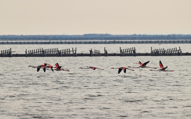 İzmir'deki 'flamingo adası' kuluçkaya yatan binlerce allı turnaya kucak açtı