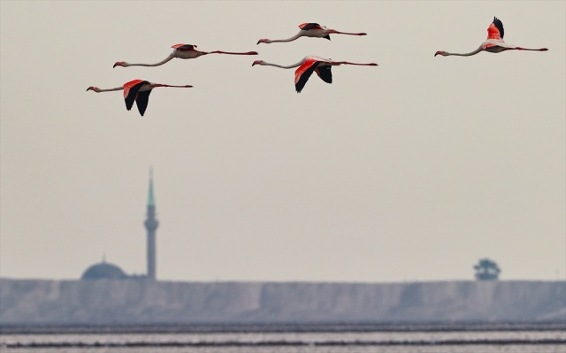 İzmir'deki 'flamingo adası' kuluçkaya yatan binlerce allı turnaya kucak açtı