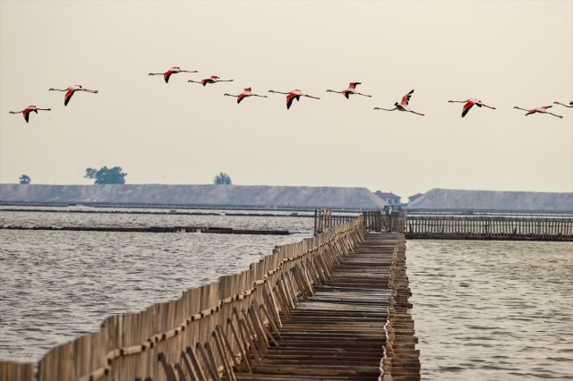 İzmir'deki 'flamingo adası' kuluçkaya yatan binlerce allı turnaya kucak açtı