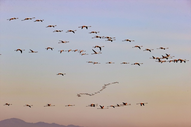 İzmir'deki 'flamingo adası' kuluçkaya yatan binlerce allı turnaya kucak açtı