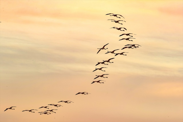 İzmir'deki 'flamingo adası' kuluçkaya yatan binlerce allı turnaya kucak açtı