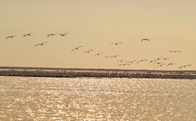 İzmir'deki 'flamingo adası' kuluçkaya yatan binlerce allı turnaya kucak açtı