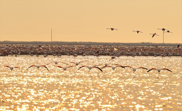 İzmir'deki 'flamingo adası' kuluçkaya yatan binlerce allı turnaya kucak açtı