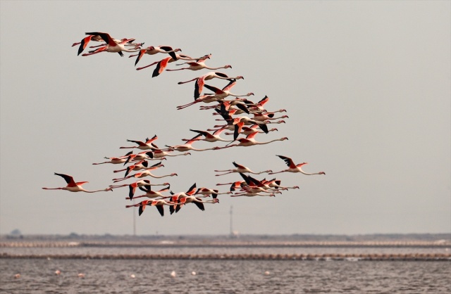 İzmir'deki 'flamingo adası' kuluçkaya yatan binlerce allı turnaya kucak açtı