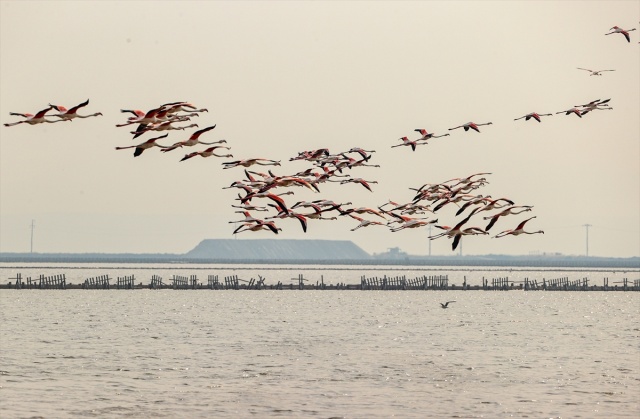 İzmir'deki 'flamingo adası' kuluçkaya yatan binlerce allı turnaya kucak açtı