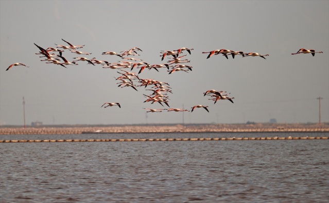 İzmir'deki 'flamingo adası' kuluçkaya yatan binlerce allı turnaya kucak açtı