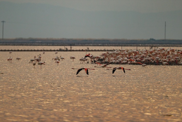 İzmir'deki 'flamingo adası' kuluçkaya yatan binlerce allı turnaya kucak açtı