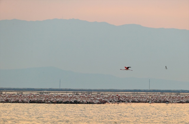 İzmir'deki 'flamingo adası' kuluçkaya yatan binlerce allı turnaya kucak açtı