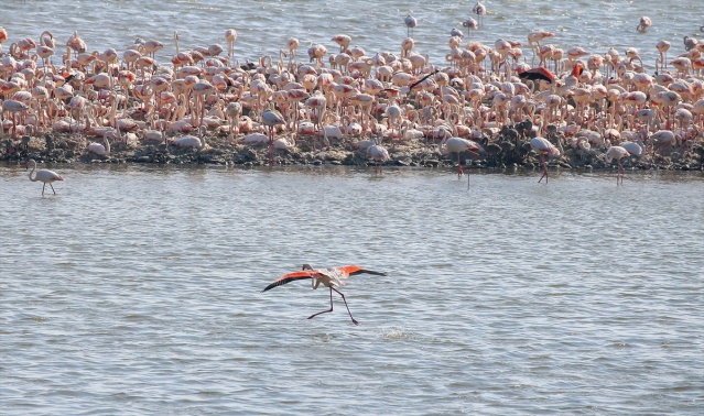 İzmir'deki 'flamingo adası' kuluçkaya yatan binlerce allı turnaya kucak açtı