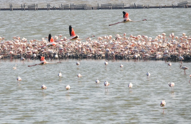 İzmir'deki 'flamingo adası' kuluçkaya yatan binlerce allı turnaya kucak açtı