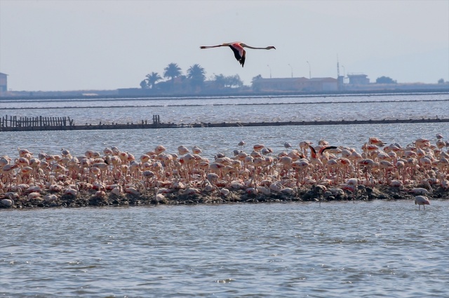 İzmir'deki 'flamingo adası' kuluçkaya yatan binlerce allı turnaya kucak açtı