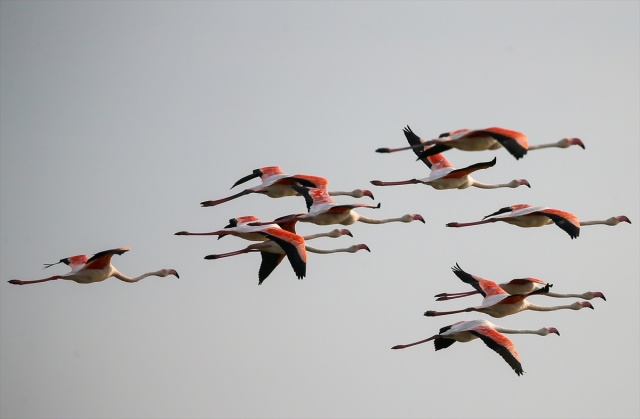 İzmir'deki 'flamingo adası' kuluçkaya yatan binlerce allı turnaya kucak açtı