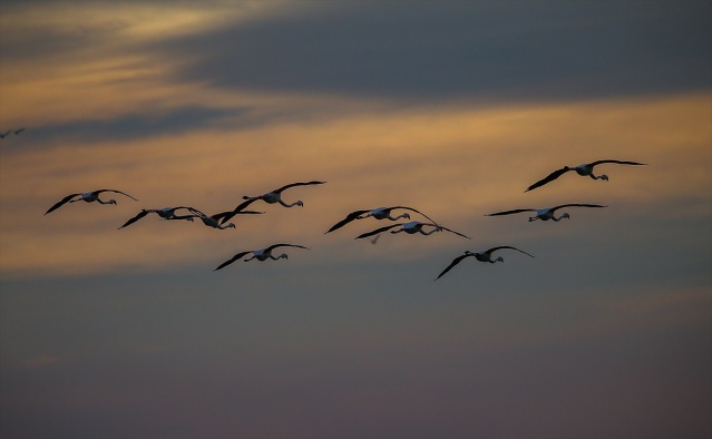 İzmir'deki 'flamingo adası' kuluçkaya yatan binlerce allı turnaya kucak açtı