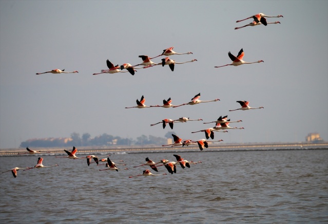 İzmir'deki 'flamingo adası' kuluçkaya yatan binlerce allı turnaya kucak açtı