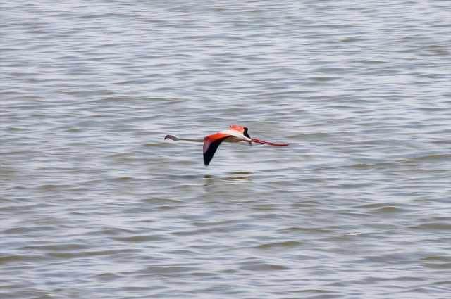 İzmir'deki 'flamingo adası' kuluçkaya yatan binlerce allı turnaya kucak açtı