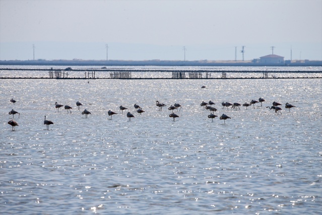 İzmir'deki 'flamingo adası' kuluçkaya yatan binlerce allı turnaya kucak açtı