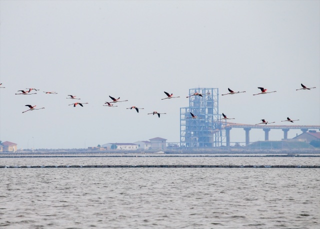 İzmir'deki 'flamingo adası' kuluçkaya yatan binlerce allı turnaya kucak açtı